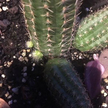 Michelle's garden