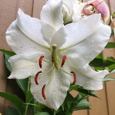 Michelle's garden