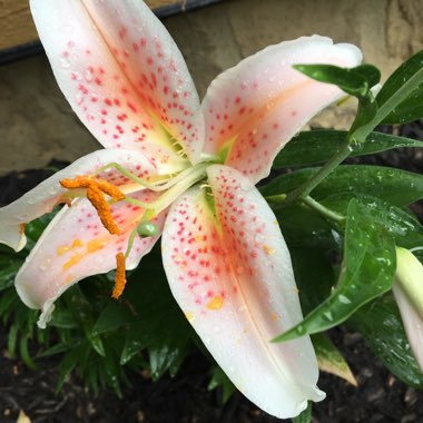 Michelle's garden