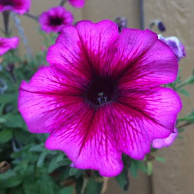 Michelle's garden