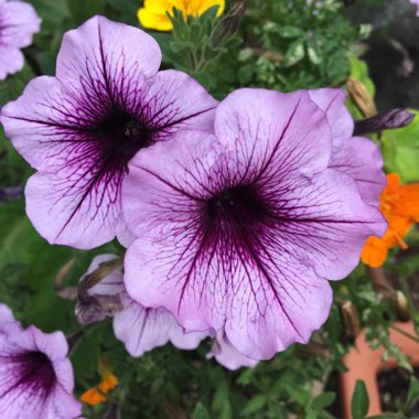 Michelle's garden