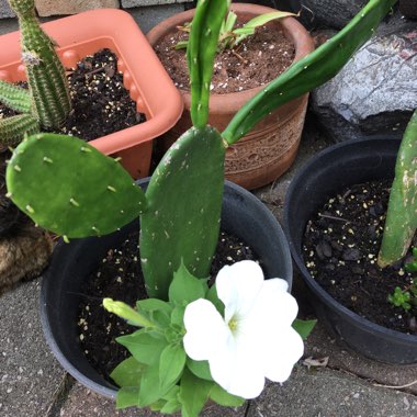 Michelle's garden