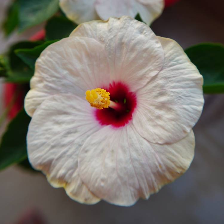 Plant image Hibiscus moscheutos 'Kopper King'