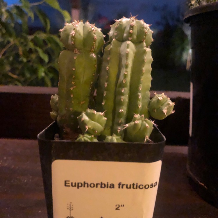 Plant image Euphorbia fruticosa