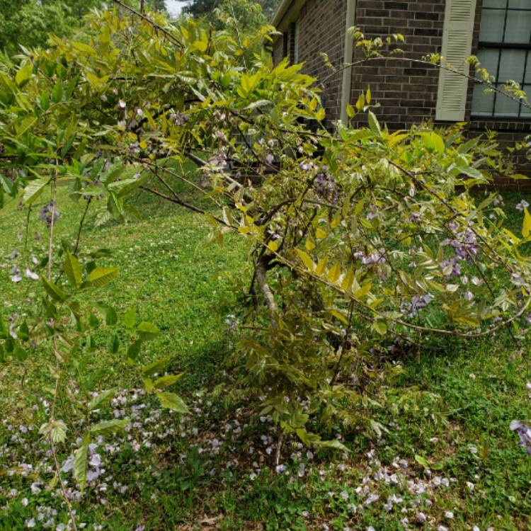 Plant image Wisteria sinensis 'Alba'