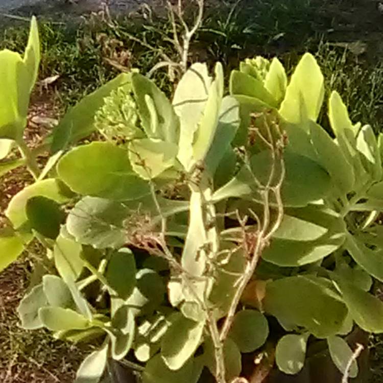 plant image 1079960
