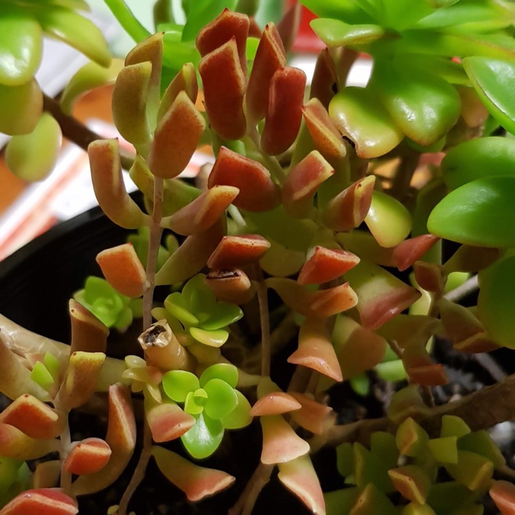 Plant image Cotyledon Papillaris