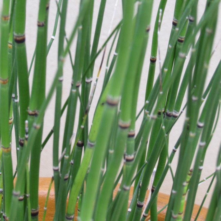 Plant image Equisetum arvense