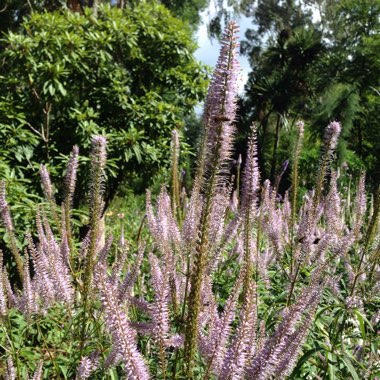Simon's garden