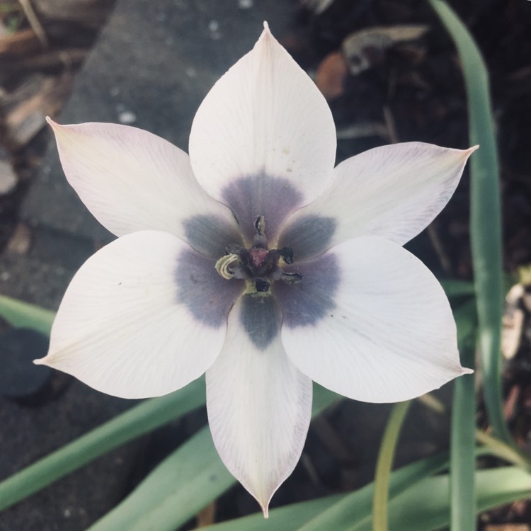 plant image 1020197 plant image 1020197