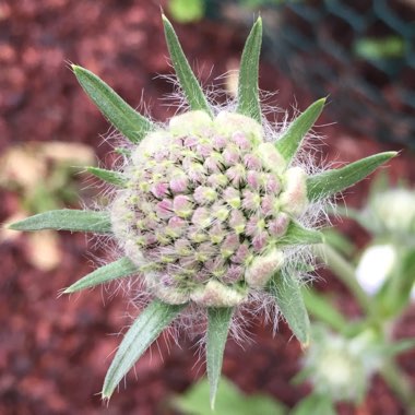 Scabiosa caucasica ‘Fama Deep Blue'