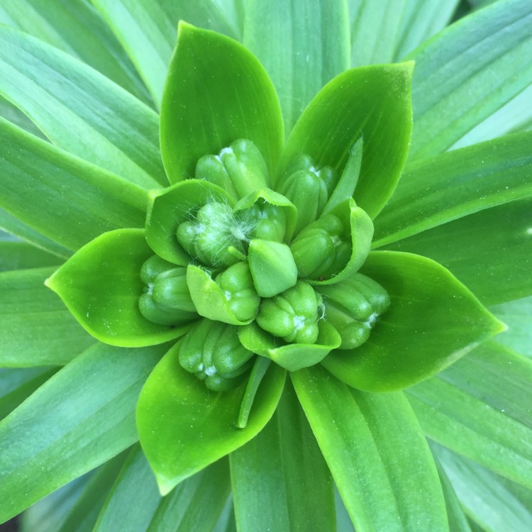 plant image 1073812 plant image 1073812