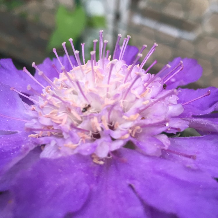 plant image 1083536 plant image 1083536