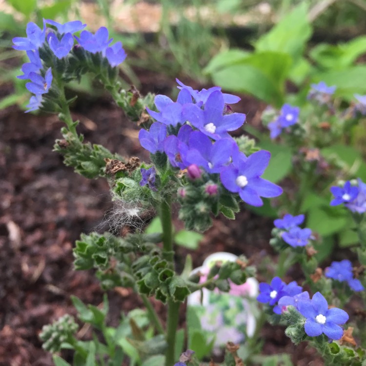 plant image 1083540