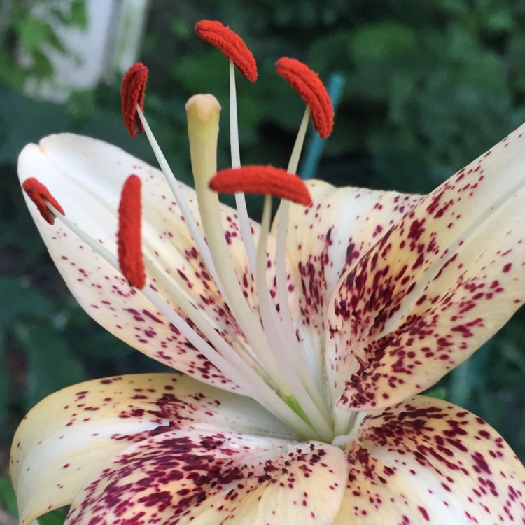plant image 1110788