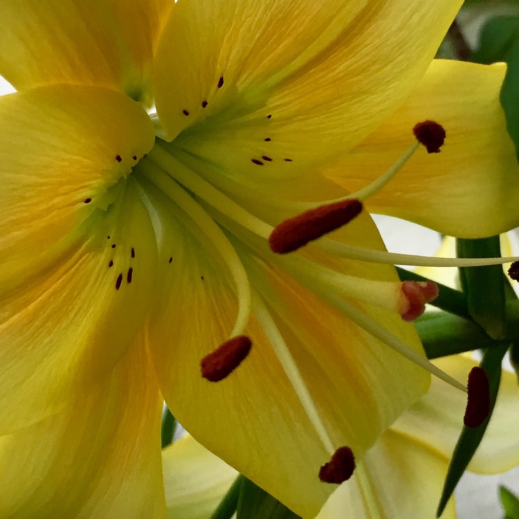 plant image 1110789