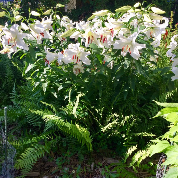 Plant image Lilium 'Casa Blanca'