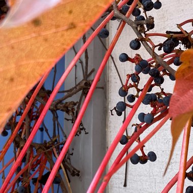 Parthenocissus tricuspidata syn. Ampelopsis hoggii ; Ampelopsis tricuspidata