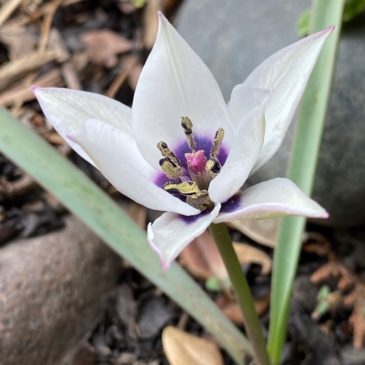 plant image 1272726 plant image 1272726