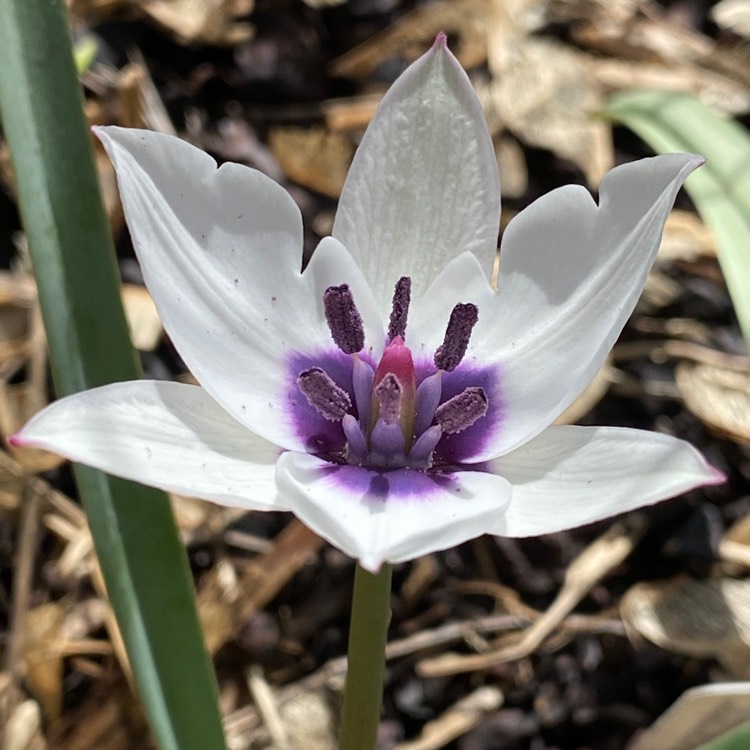 Plant image Tulipa humilis var. pulchella (Albocaerulea Oculata Group)