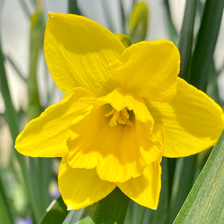 plant image 1285088