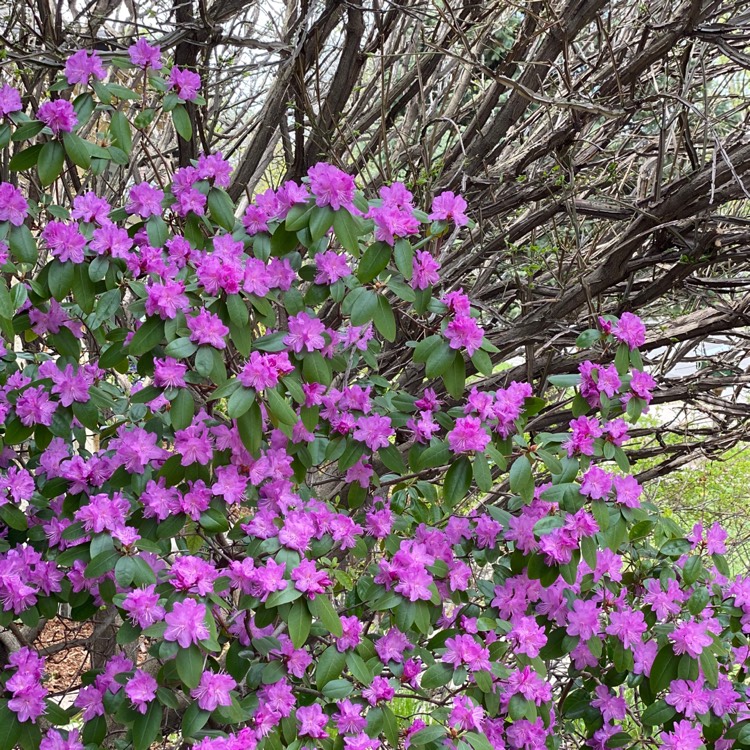 plant image 1288304