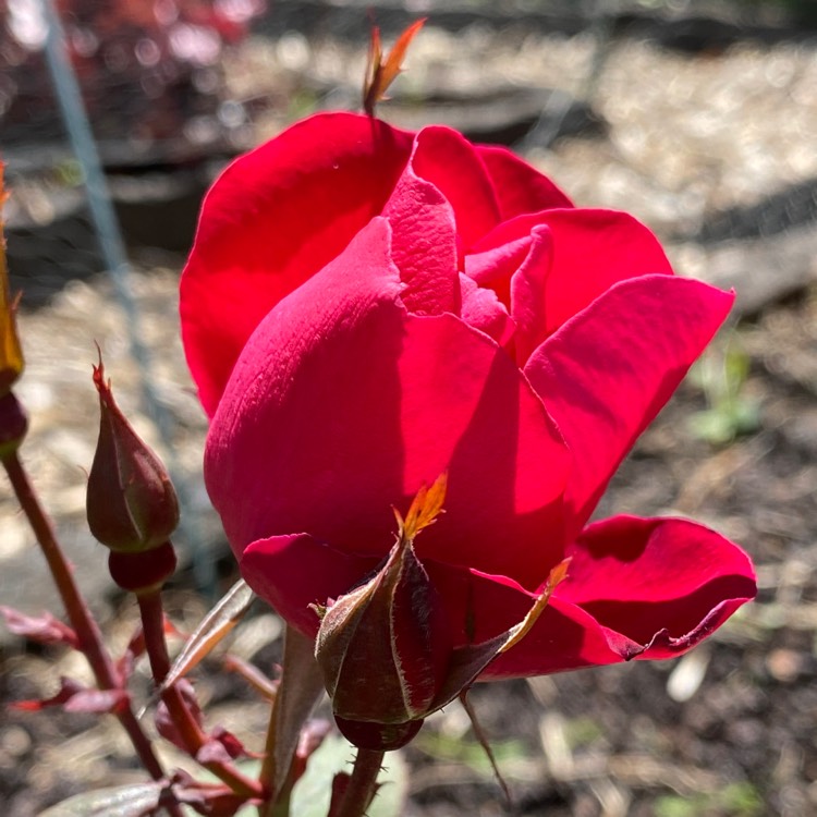 Plant image Rosa 'Winnipeg Parks'