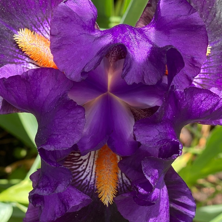 plant image 1313796 plant image 1313796
