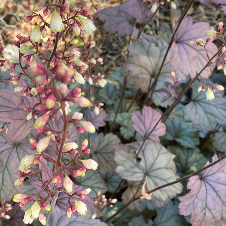 Plant image Heuchera 'Stainless Steel'