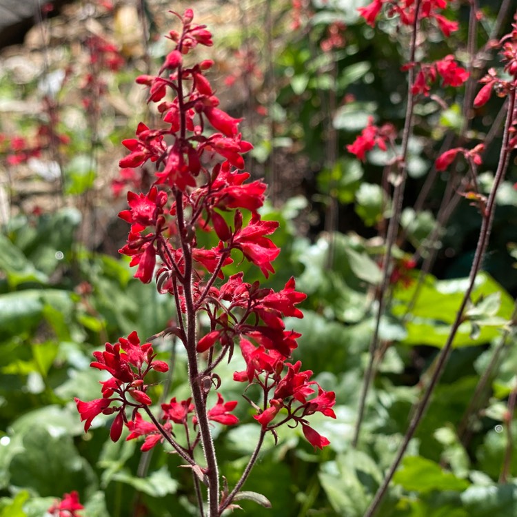 Plant image Heuchera 'Lipstick'