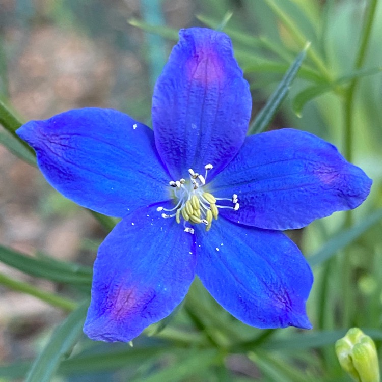 plant image 1339822