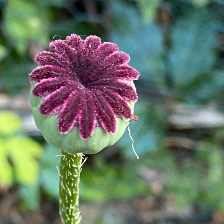 plant image 1339823 plant image 1339823