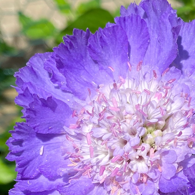 plant image 1341432 plant image 1341432