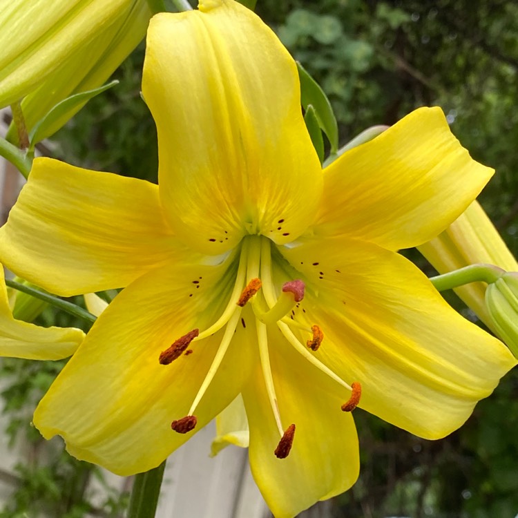 plant image 1344448