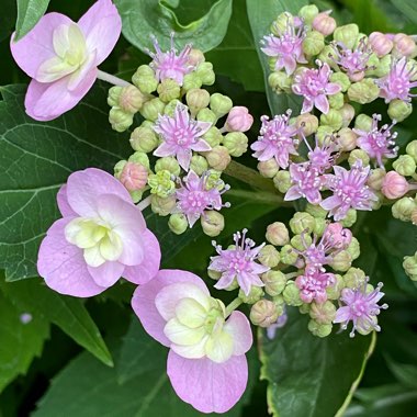 Hydrangea serrata 'Makd' syn. Hydrangea serrata 'Tiny Tuff Stuff'