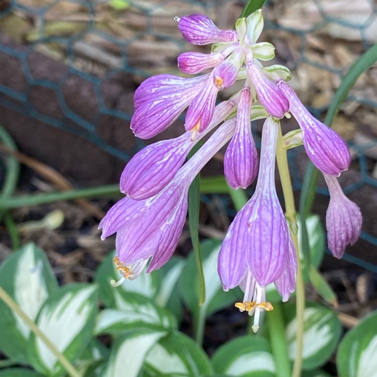 plant image 1347406 plant image 1347406