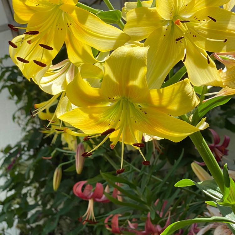 plant image 1347409