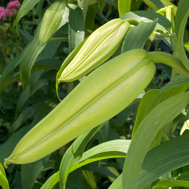plant image 1354031 plant image 1354031