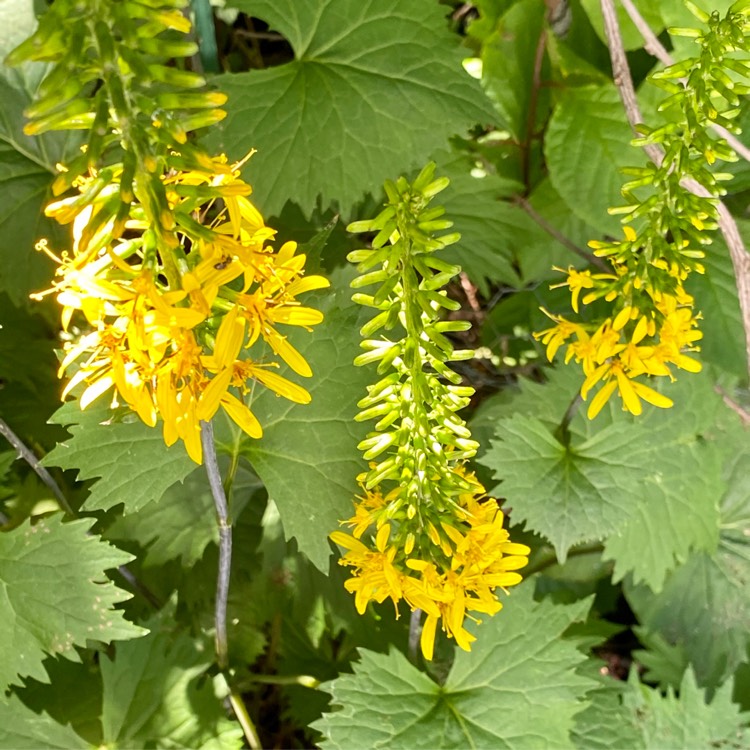 Plant image Ligularia stenocephala 'Little Rocket'