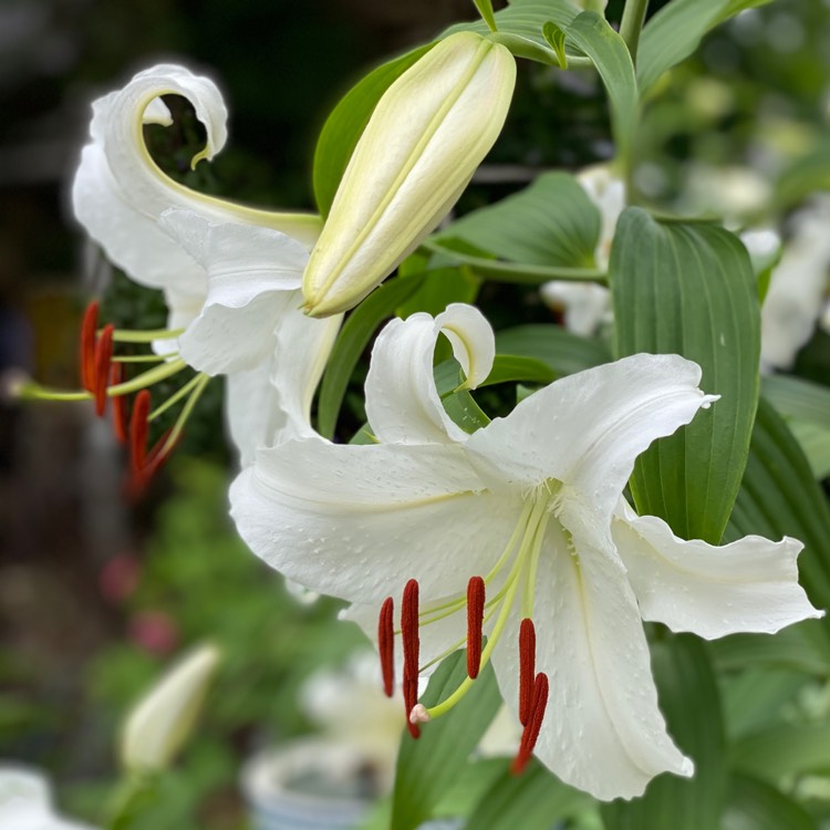 plant image 1358280 plant image 1358280