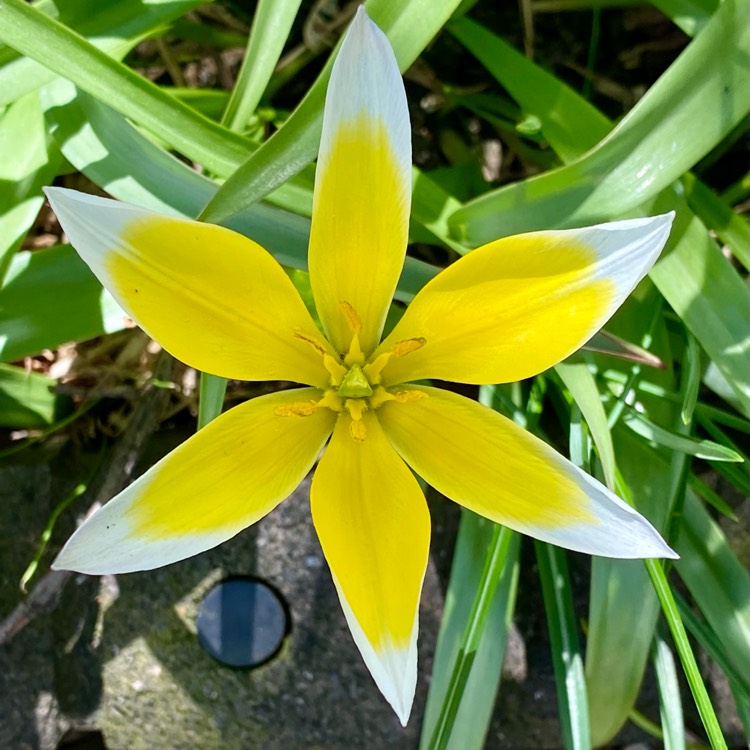 plant image 1472571 plant image 1472571