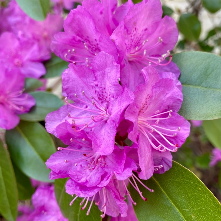 plant image 1472579