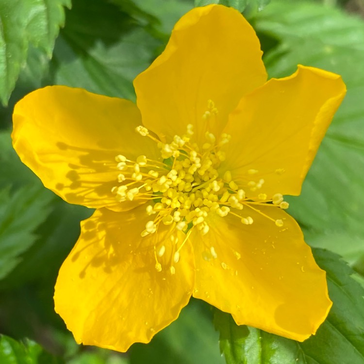 plant image 1472709 plant image 1472709