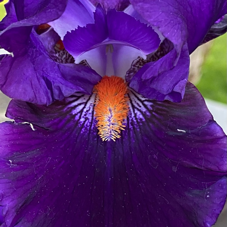 plant image 1484677 plant image 1484677