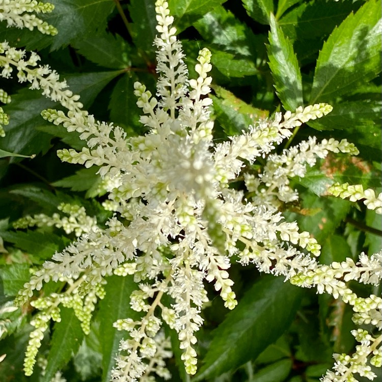 Plant image Astilbe x japonica 'Deutschland'