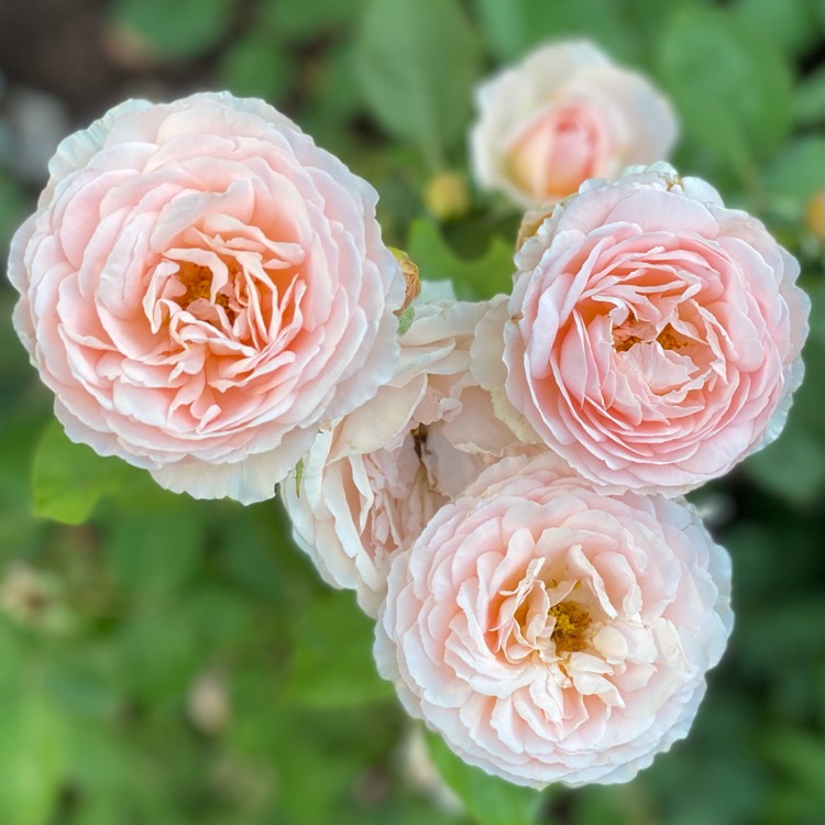 plant image 1493475 plant image 1493475