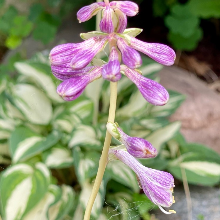 plant image 1498409 plant image 1498409