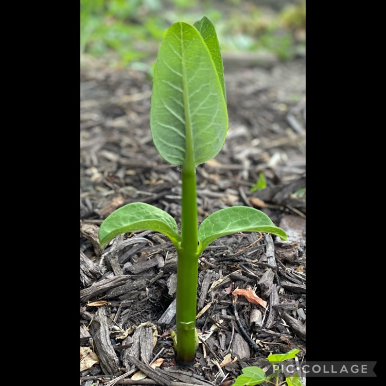 plant image 1498411 plant image 1498411