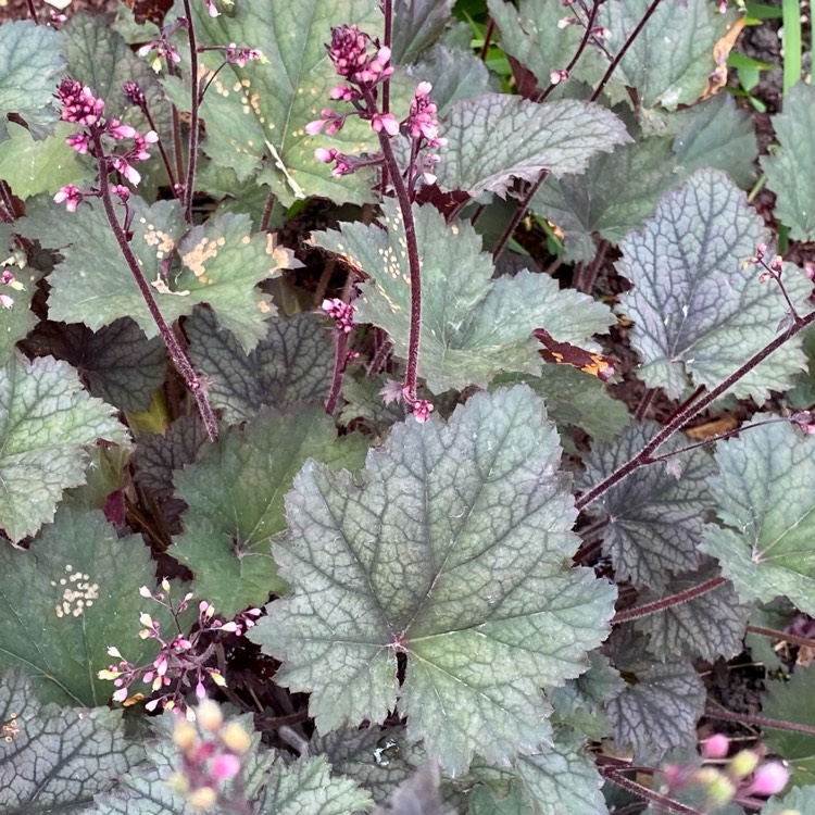 Plant image Heuchera 'Frosted Violet'