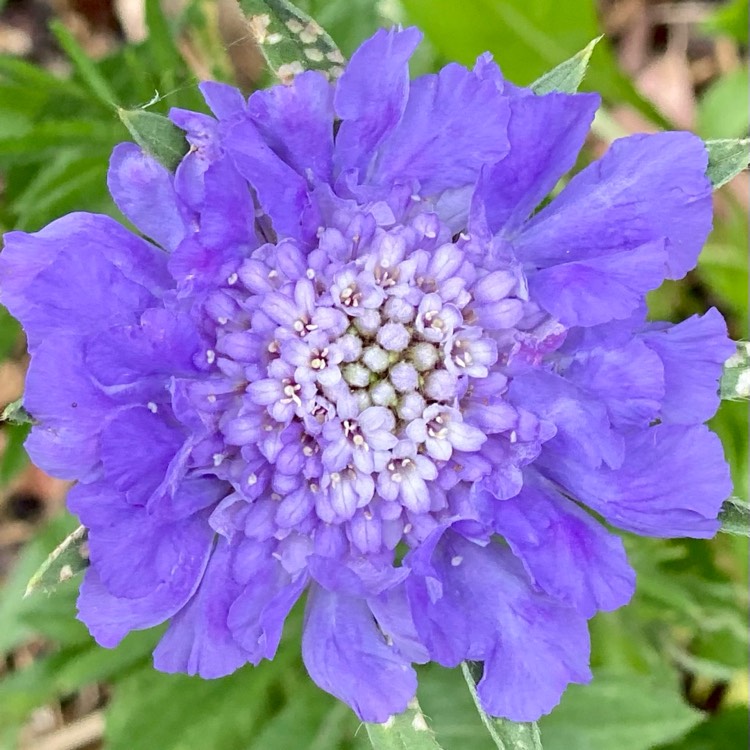 plant image 1498955 plant image 1498955